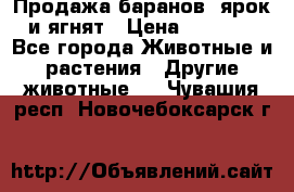 Продажа баранов, ярок и ягнят › Цена ­ 3 500 - Все города Животные и растения » Другие животные   . Чувашия респ.,Новочебоксарск г.